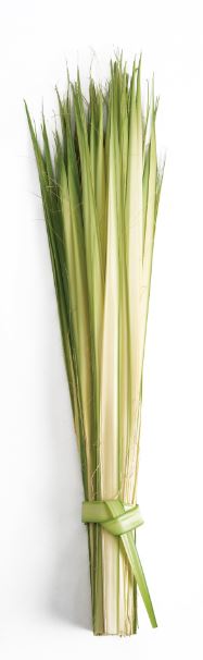 Long Palm Strips pack of 100